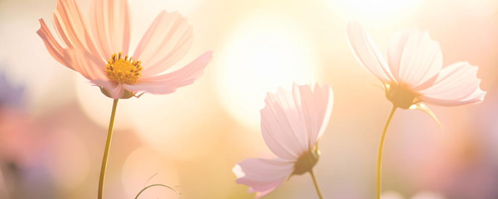 北九州・下関　アートメイク看護師　吉村ひろ美（よしむらひろみ）のホームページ　光に向かって咲く花。輝く女性を象徴しています。