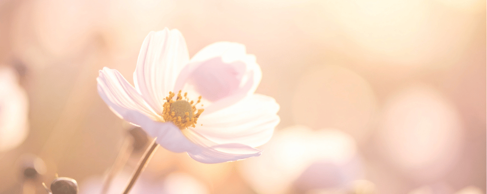 下関・北九州のアートメイク看護師吉村ひろみ（よしむらひろみ）のホームページ　光にむかって開く花を輝く女性に象徴しています